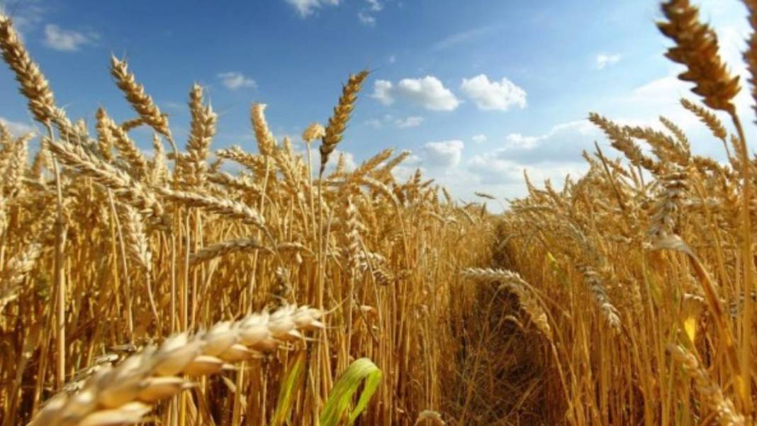 Herkes ismini biliyordu: Konya'nın tarım devi iflas bayrağını çekti! 5